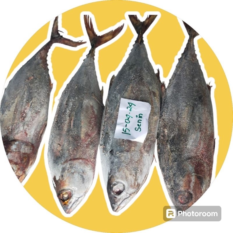 Jual Ikan Tongkol Frozen Beku Utuh 1 Kg Shopee Indonesia