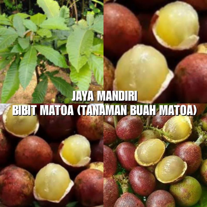 Jual BIBIT MATOA TANAMAN BUAH MATOA Shopee Indonesia