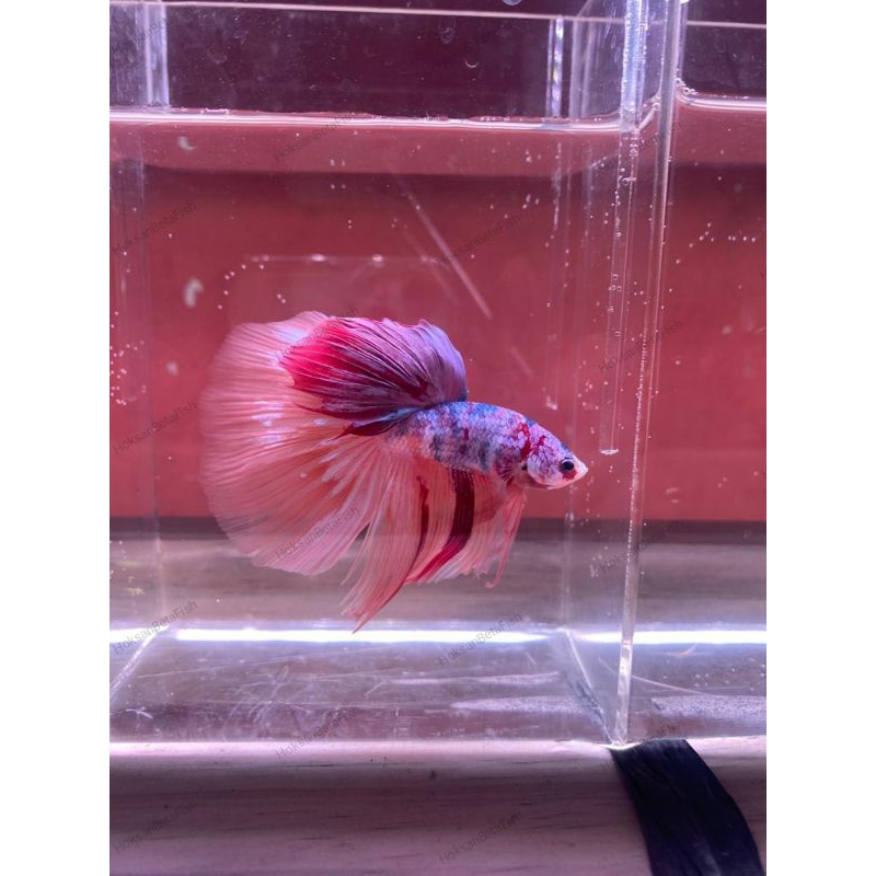 Jual Cupang Betafish Halfmoon Giant Koi Hm Giant Shopee Indonesia