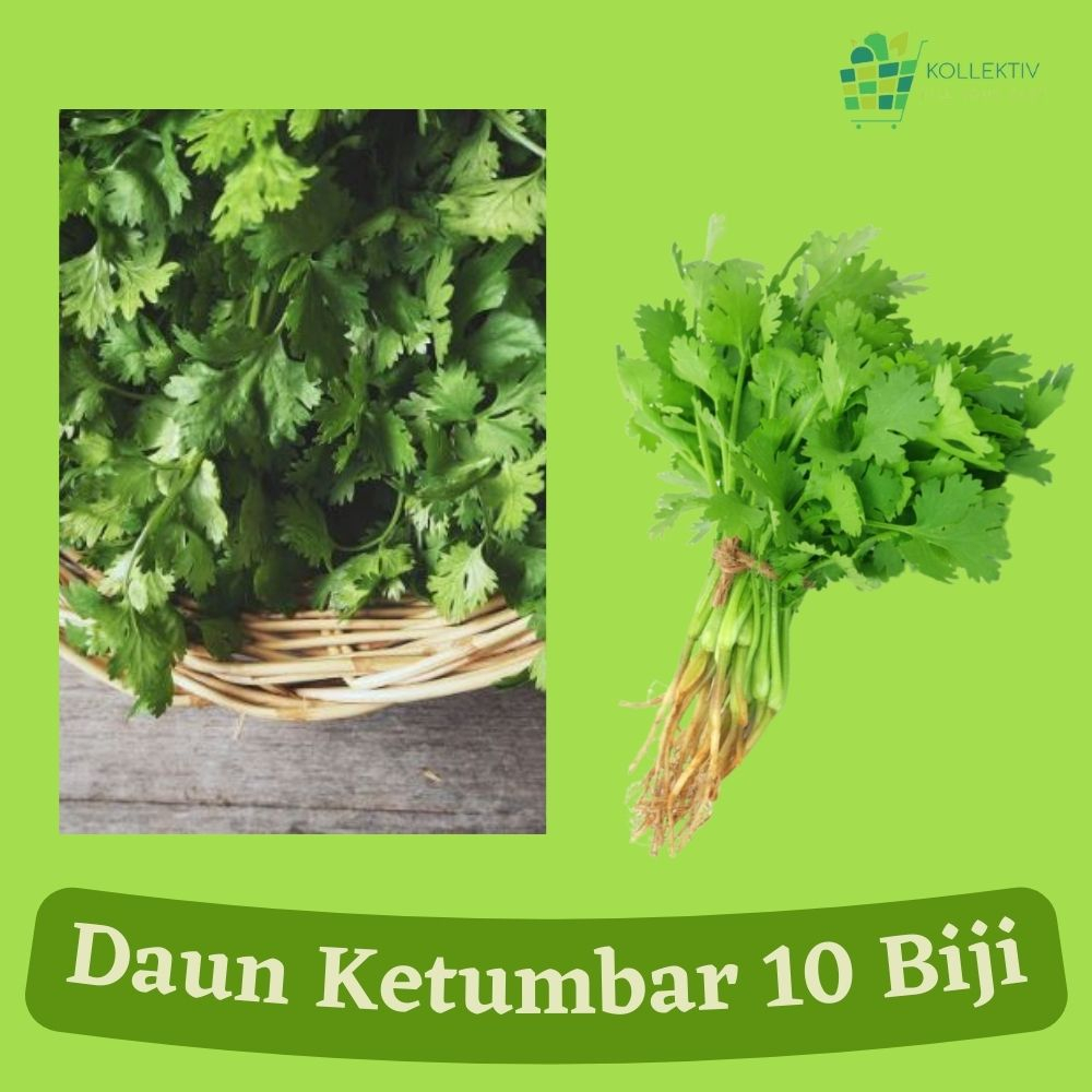 Jual Bibit Daun Ketumbar Benih Sayuran Shopee Indonesia