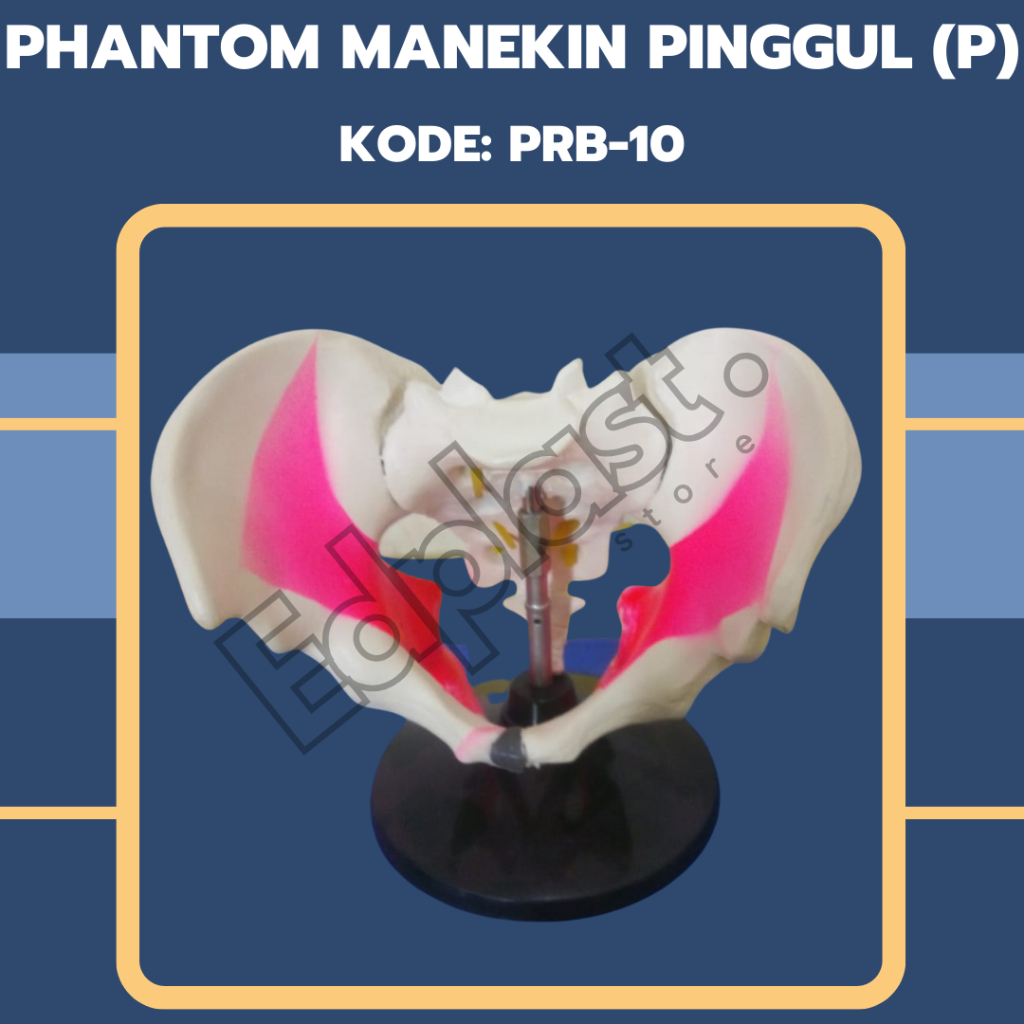 Jual PHANTOM TORSO ANATOMI ALAT PERAGA MODEL PINGGUL PEREMPUAN