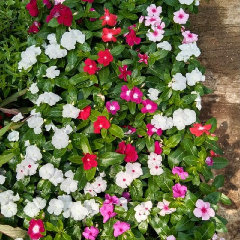 Jual Tanaman Hias Vinca Hybrid Shopee Indonesia