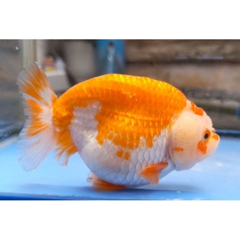 Jual Ikan Mas Koki Ranchu Rw Shopee Indonesia