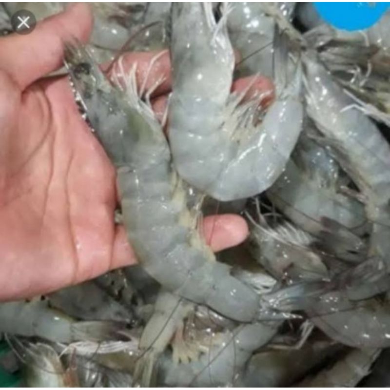 Jual Udang Vaname Besar Fresh G Setengah Kg Shopee Indonesia