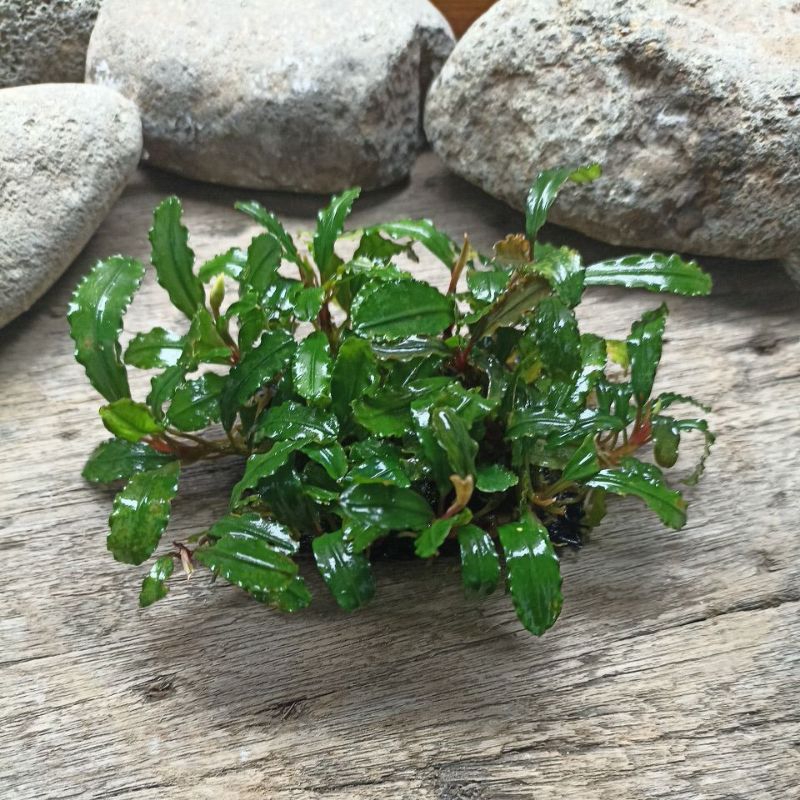 Jual Bucephalandra Tanaman Air Aquascape Media Pakis Shopee Indonesia