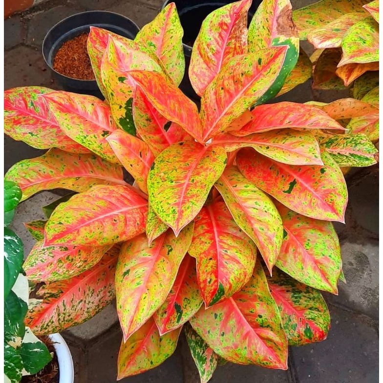 Jual Tanaman Hias Aglaonema Aglonema Big Roy Super Rimbun Shopee