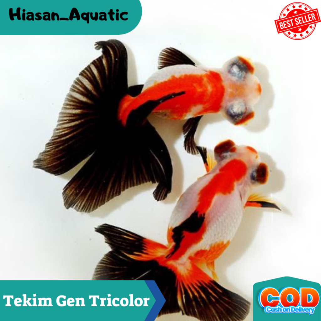 Jual Koki Takim Gen Tricolor Ikan Hias Aquasqape Air Tawar Ikan