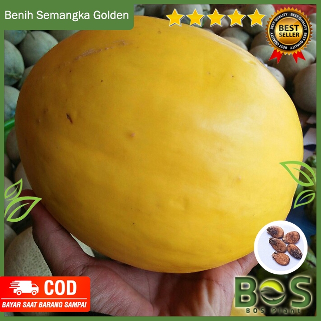 Jual Bosplant Benih Biji Semangka Golden Premium Kuning Inden F