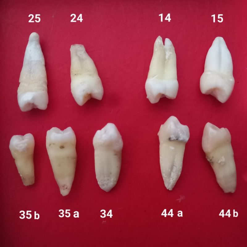 Jual Gigi Premolar Dewasa Lengkap Gigi Praktikum Fkg Jkg Shopee