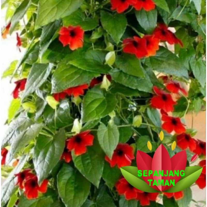 Jual Tanaman Hias Rambat Thunbergia Bunga Merah Tanaman Hias