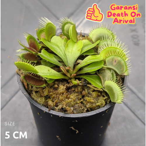 Jual Tanaman Hidup Venus Flytrap Pemakan Serangga Ukuran 5 Cm