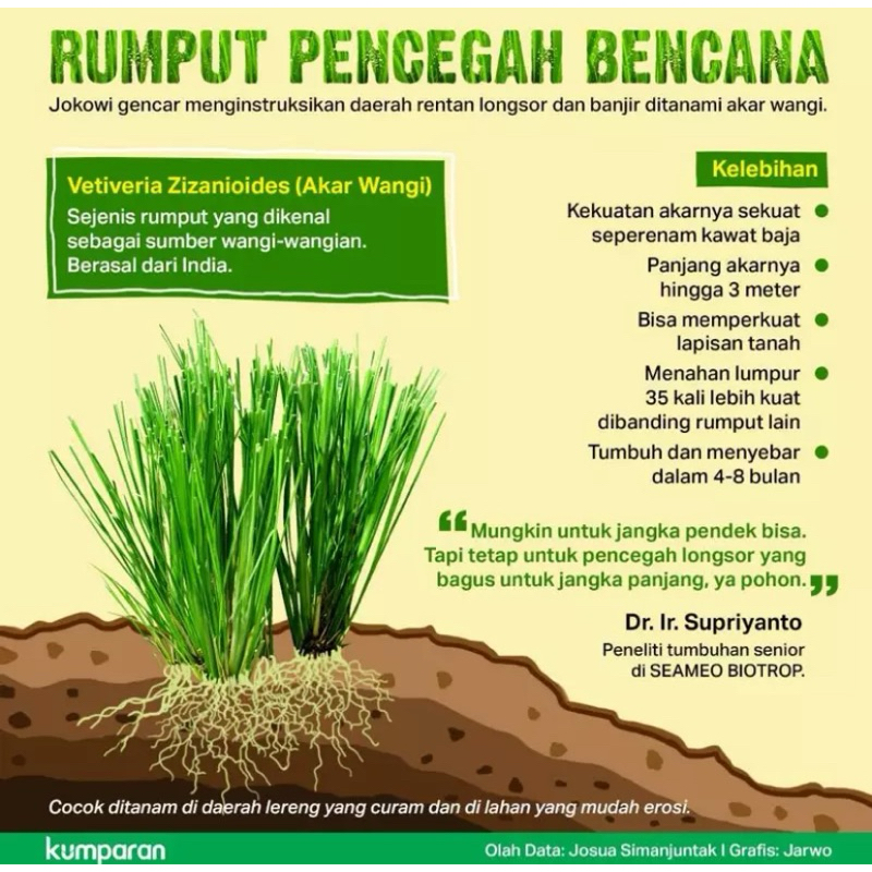 Jual Grosir Rumput Vetiver Akar Wangi Paket Isi Bibit Vetiveria