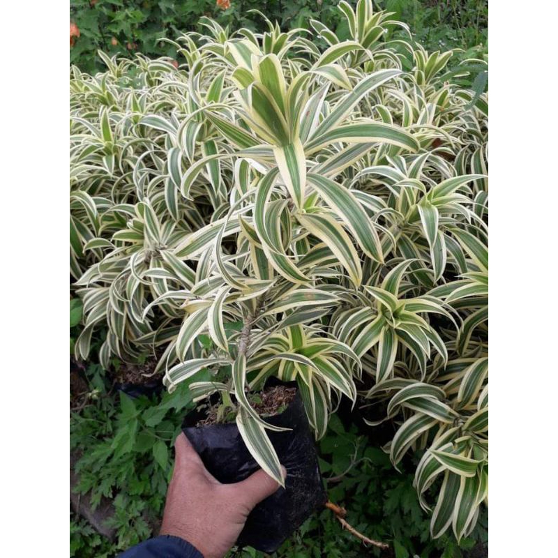 Jual Tanaman Hias Song Of India Dracaena Reflexsa Shopee Indonesia