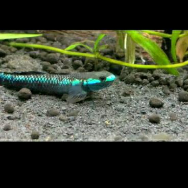 Jual Ikan Hias Blue Neon Goby Ikan Goby Blue Neon Shopee Indonesia