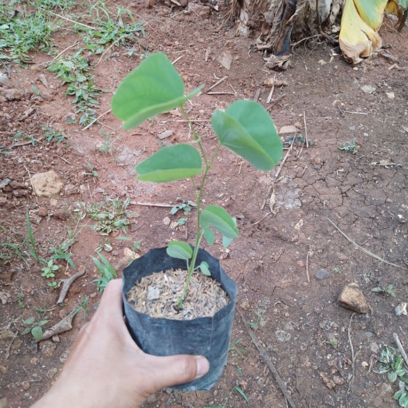 Jual Bibit Pohon Kupu Kupu Bauhinia Purpurea Shopee Indonesia