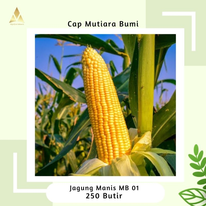 Jual Benih Jagung Manis Sweet Corn MB 01 Sweet Isi 250 Butir Original