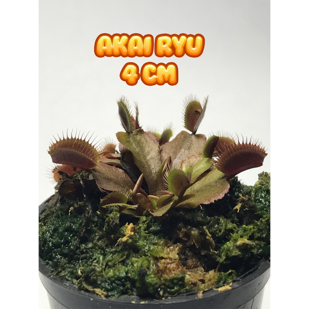 Jual Venus Flytrap Akai Ryu Ukuran Cm Shopee Indonesia