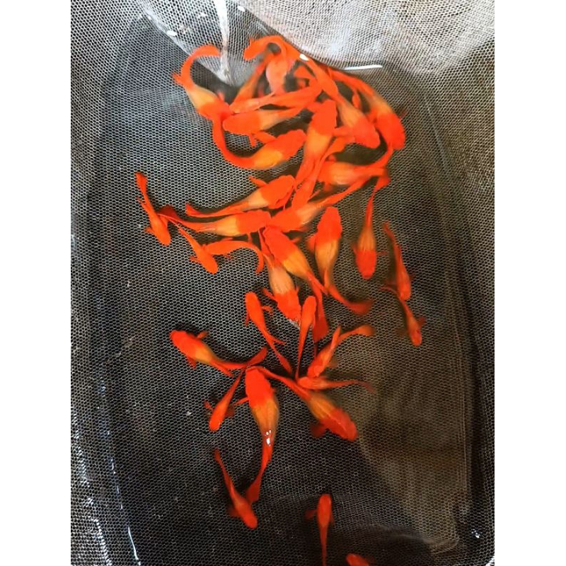 Jual Albino Koi Red Ear Sebelah Gen Red Ear Shopee Indonesia