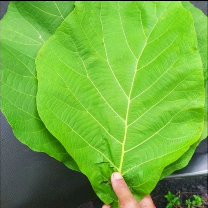 Jual Daun Jati Segar Kg Shopee Indonesia