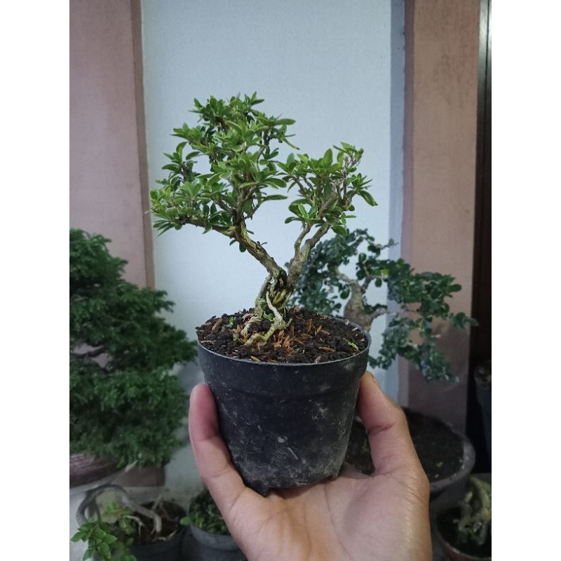 Jual Tanaman Bonsai Mame Siap Di Pajang Cantik Shopee Indonesia