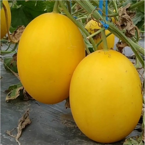 Jual 5 Biji Benih Buah Melon Golden Kinanti Shopee Indonesia