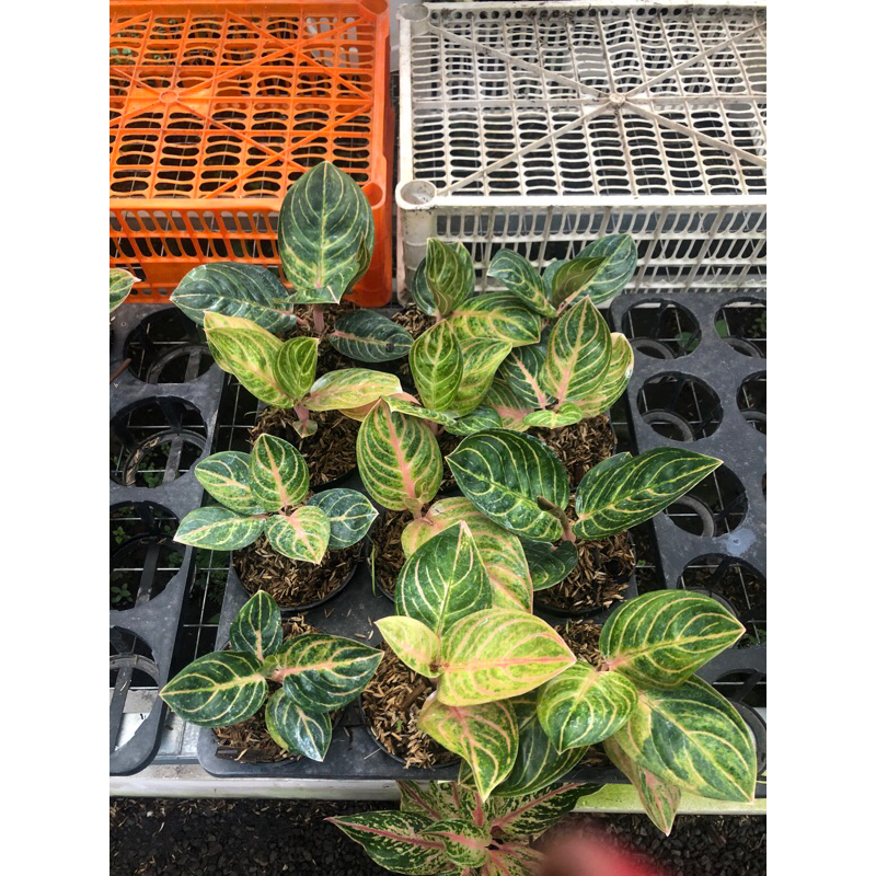 Jual Aglaonema Rinjani Ekonomis Shopee Indonesia