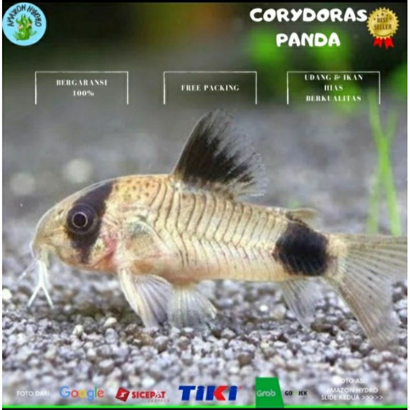 Jual Hiasan Aquarium Corydoras Panda Pembersih Aquarium Shopee Indonesia