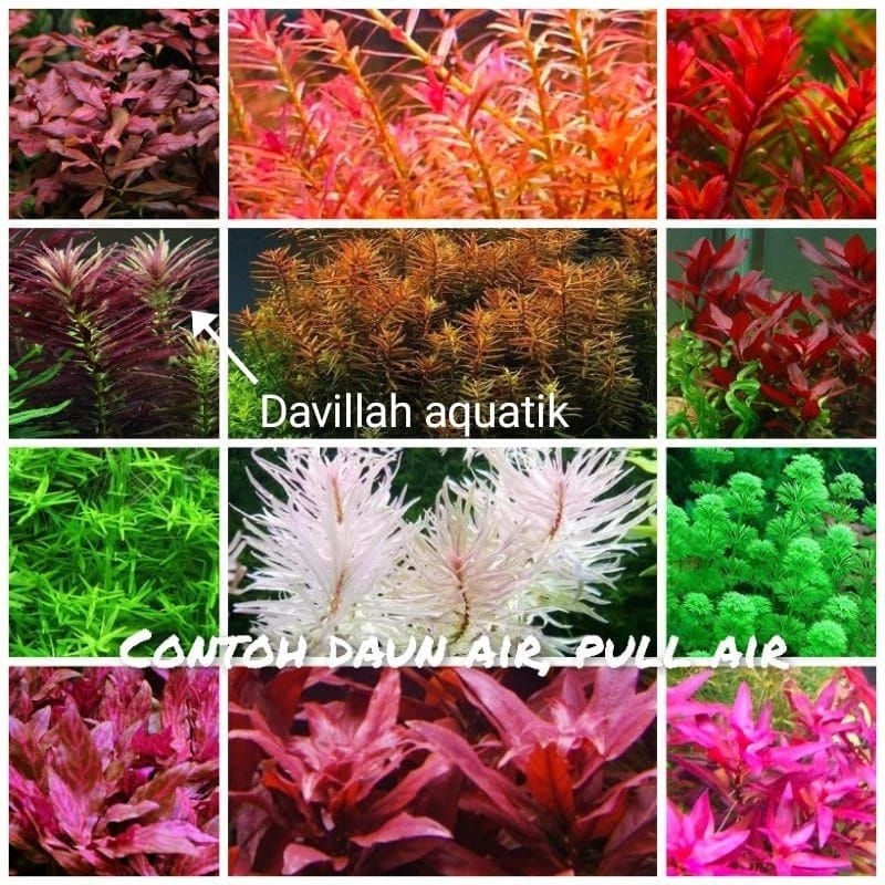 Jual Paket 240 Batang Tanaman Dutch Style Tanaman Aquascape Hiasan