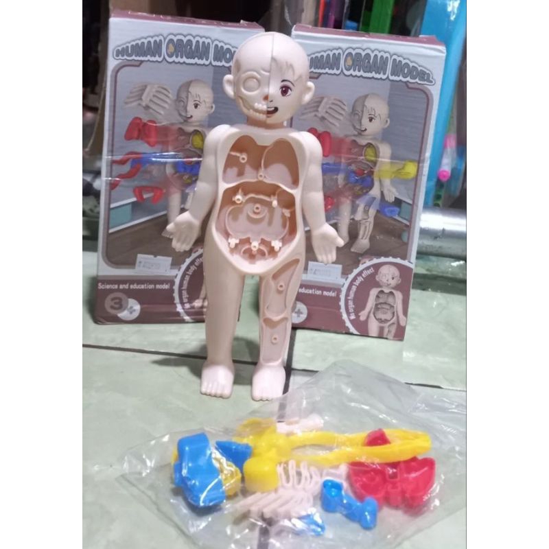 Jual Mainan Edukasi Organ Tubuh Manusia Human Body Model Puzzle