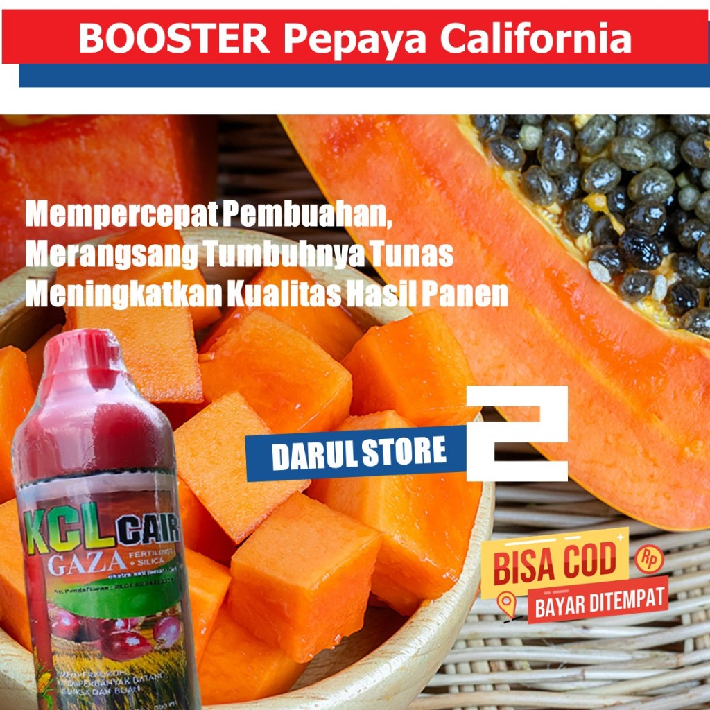 Jual PUPUK KCL GAZA BOOSTER PELEBAT Pepaya California PALING AMPUH