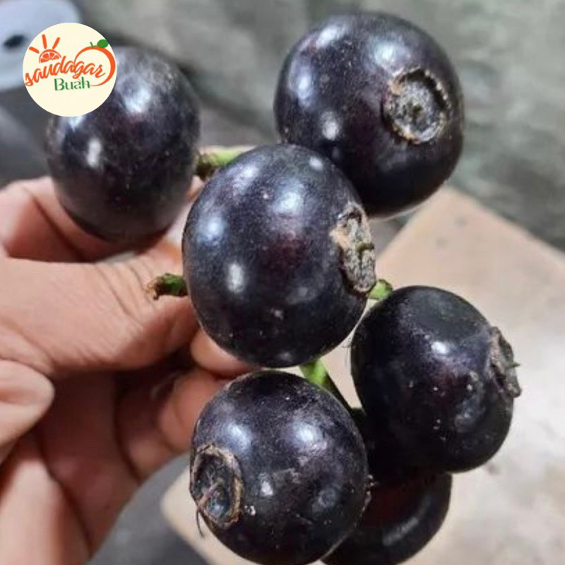 Jual Buah Gowok Atau Buah Kupa Fresh Shopee Indonesia