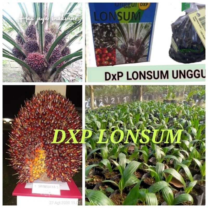 Jual Bibit Benih Kecambah Sawit DXP LONSUM 250 Butir Shopee Indonesia