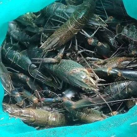 Jual Udang Lobster Air Tawar Per Ekor Berbagai Ukuran In In In