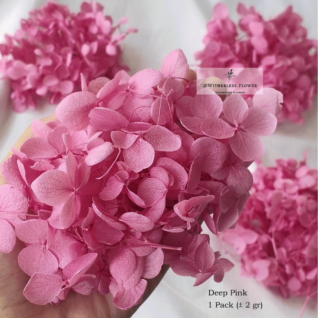 Jual 2 Gr Preserved Hydrangea Grade A Dried Flower Awetan Bunga