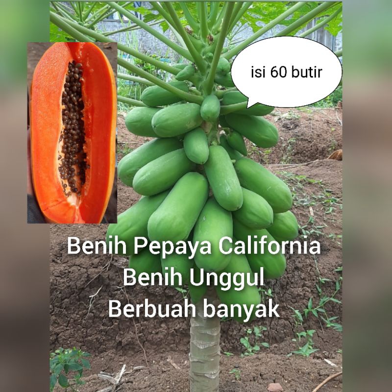 Jual Benih Pepaya California Super Unggul Biji Shopee Indonesia