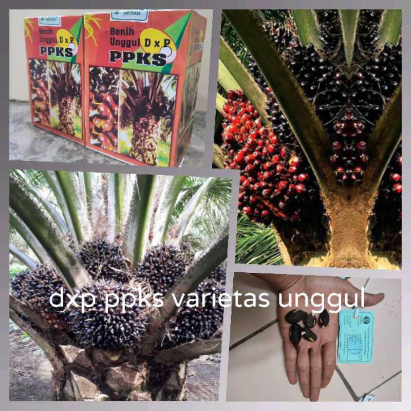 Jual Bibit Benih Kecambah Sawit Ppks Dxp Unggul Medan Shopee Indonesia