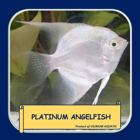 Jual IKAN HIAS AIR TAWAR MANFISH PLATINUM PLATINUM ANGELFISH Size