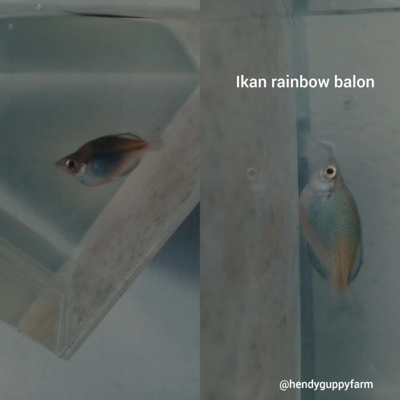 Jual Ikan Rainbow Bosemani Shopee Indonesia