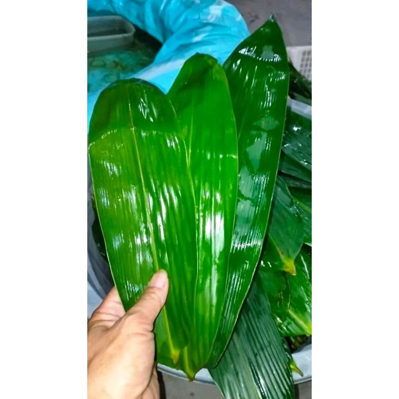 Jual Daun Bambu Bacang 20 Lembar Lebar 6 Sampe10cm Shopee Indonesia