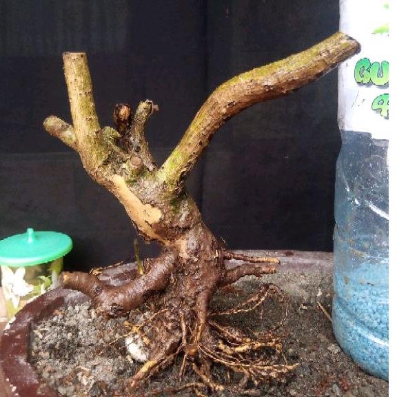 Jual Bahan Bonsai Hokiantea Lokal Dongkelan Gaya Formal Bogel Real Pict