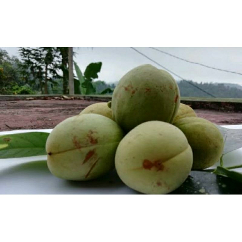 Jual Buah Pala Muda Segar Kg Banyak Manfaat Untuk Kesehatan Shopee