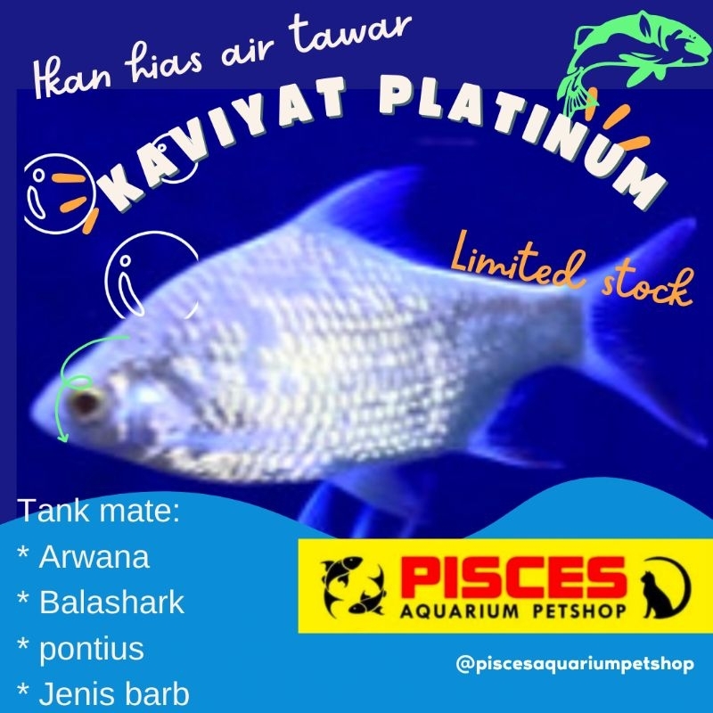 Jual Ikan Hias Kaviyat Platinum Shopee Indonesia