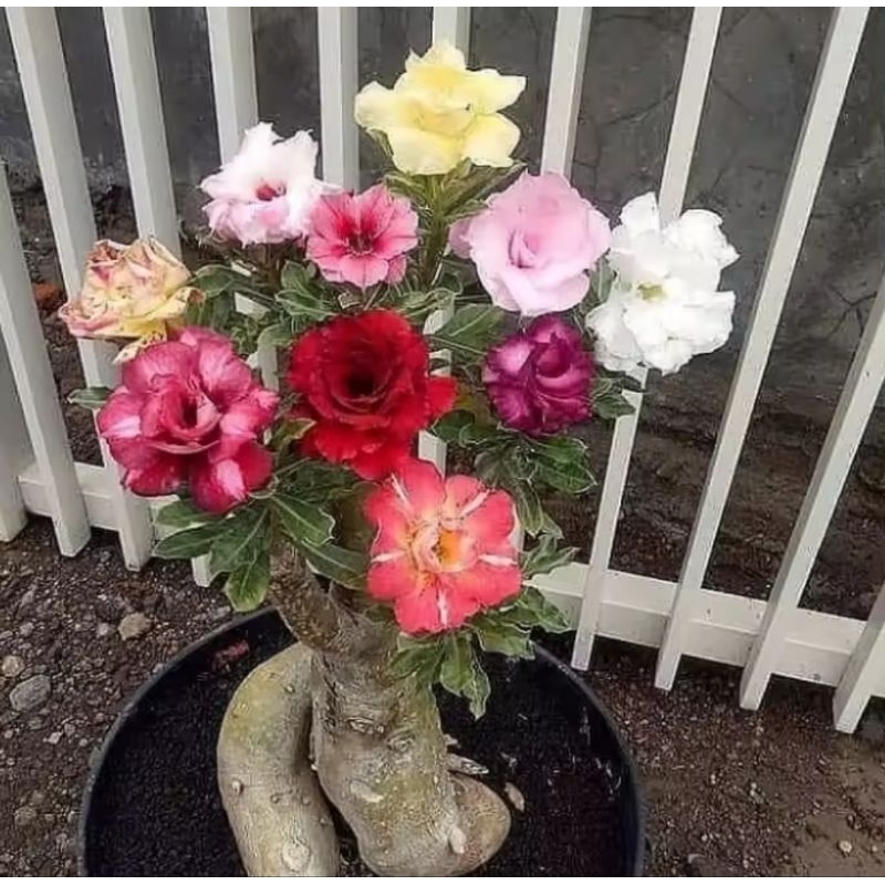 Jual TERLARIS TANAMAN HIAS ADENIUM KAMBOJA JEPANG BUNGA TUMPUK