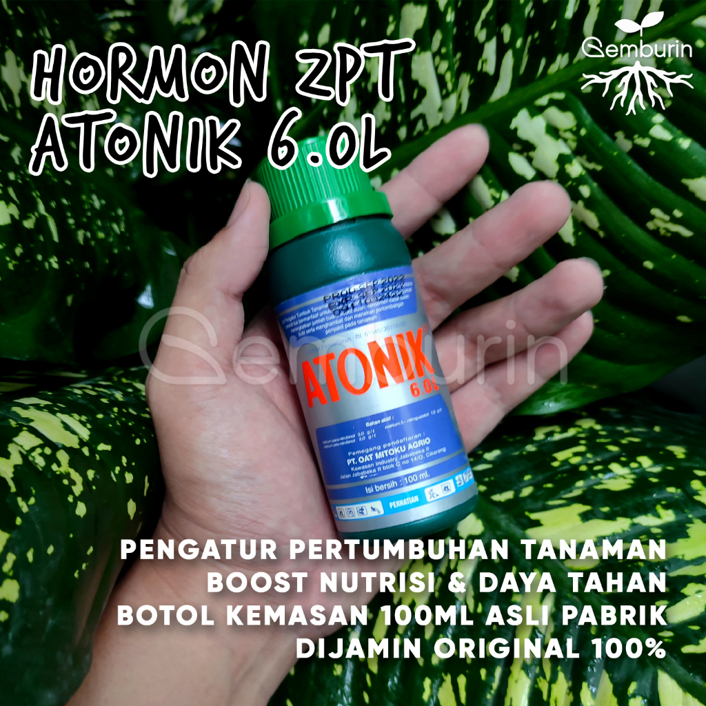 Jual Atonik 6 0L Kemasan 100 Ml Asli Pabrik ZPT Hormon Pengatur