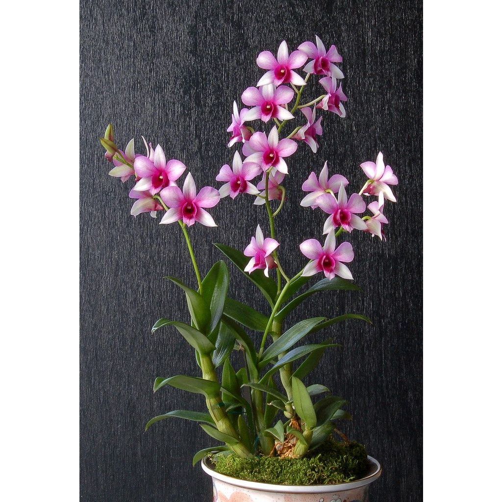 Jual TERLENGKAP Anggrek Dendrobium Bulat Dewasa Bisa Pilih Warna