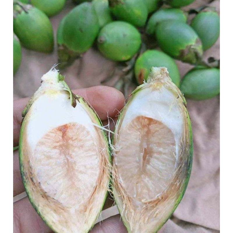 Jual Buah Pinang Muda Buah Jambe Buah Jebug Herbal Segar Shopee