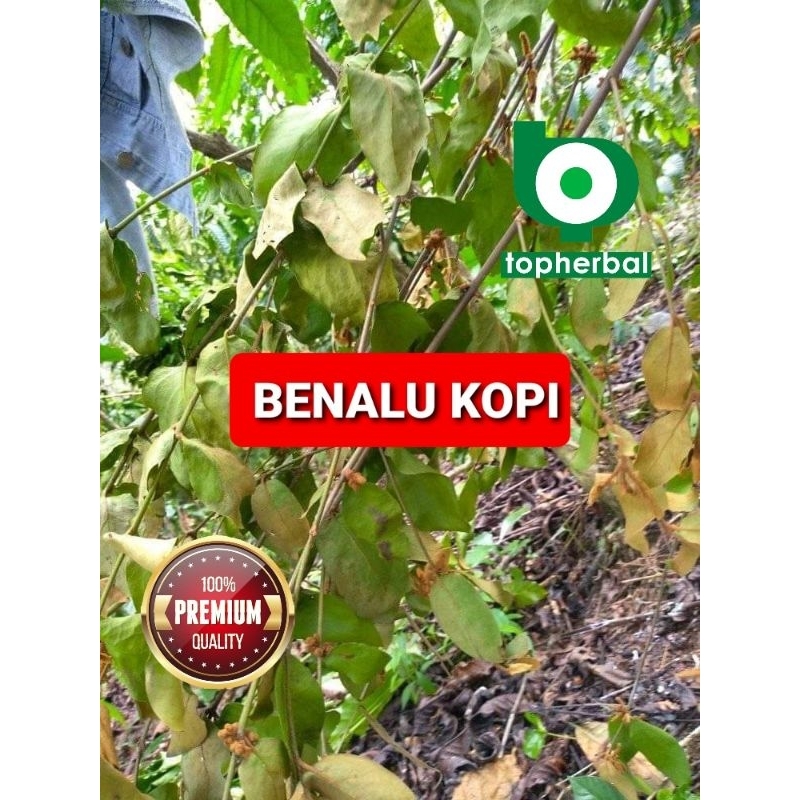 Jual Daun Benalu Kopi Kering Hijau Gram Shopee Indonesia