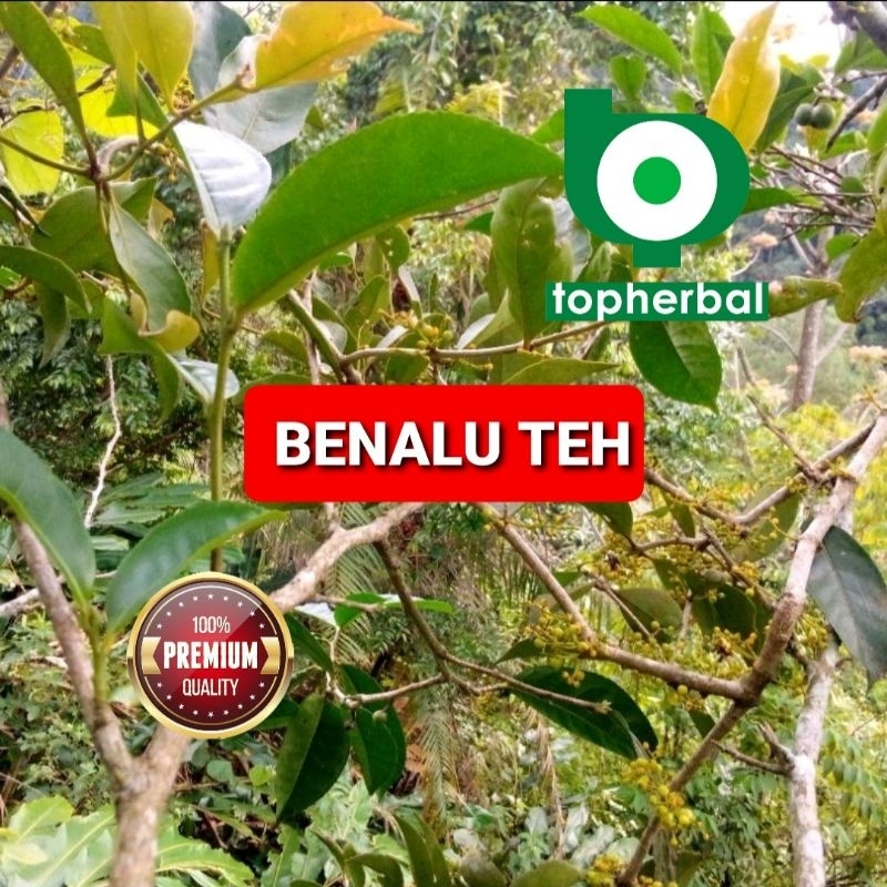 Jual Daun Benalu Teh Kering Hijau Gram Shopee Indonesia