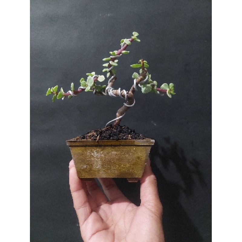 Jual Tanaman Bonsai Mame Siap Di Pajang Cantik Shopee Indonesia