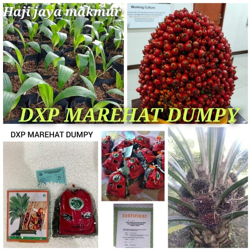 Jual Bibit Benih Kecambah Sawit DXP PPKS MAREHAT DUMPY 250 Butir